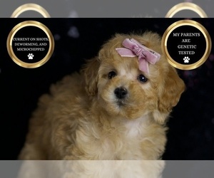 Medium Poodle (Miniature)