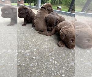 Labrador Retriever Litter for sale in CLINTWOOD, VA, USA