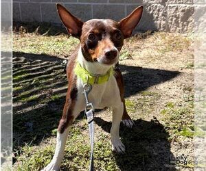 Chihuahua-Unknown Mix Dogs for adoption in Washington, DC, USA
