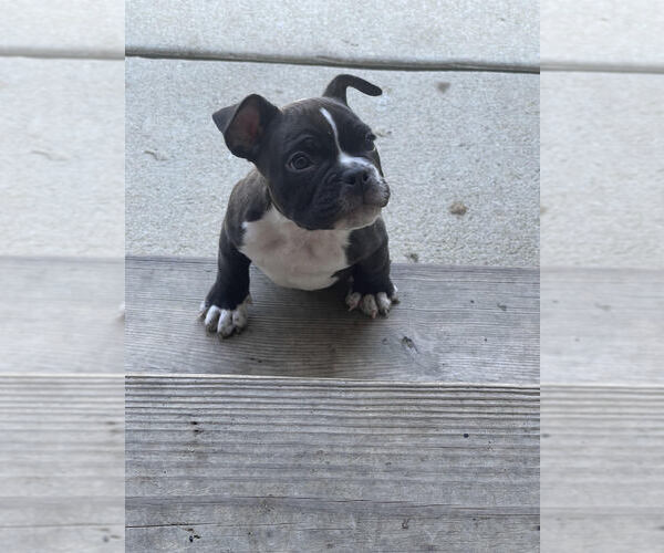 Medium Photo #1 American Bully Puppy For Sale in WHITSETT, NC, USA