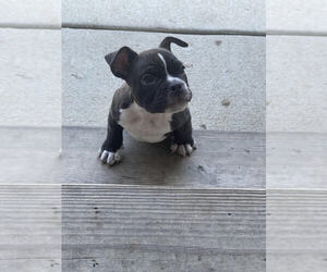 American Bully Puppy for Sale in WHITSETT, North Carolina USA