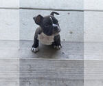 Small Photo #1 American Bully Puppy For Sale in WHITSETT, NC, USA