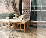 Small Photo #6 Basenji Puppy For Sale in Dallas, TX, USA