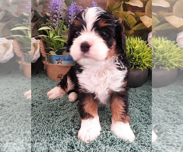 Medium Photo #15 Cavapoo Puppy For Sale in CARLISLE, KY, USA