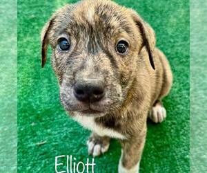 Catahoula Leopard Dog-Plott Hound Mix Dogs for adoption in Cave Creek, AZ, USA