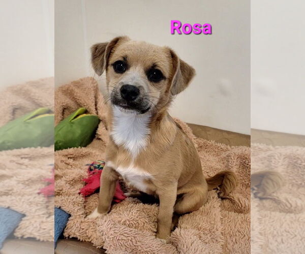 Medium Photo #2 Chiweenie Puppy For Sale in Des Moines, IA, USA