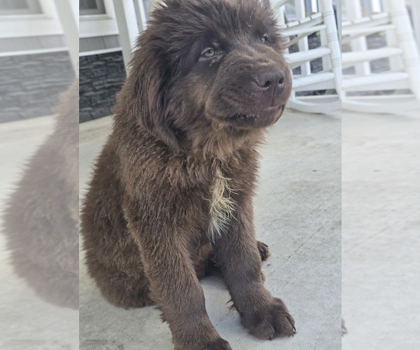 Medium Photo #6 Newfoundland Puppy For Sale in TILTON, IL, USA