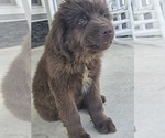 Small #5 Newfoundland