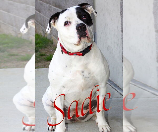Medium Photo #7 American Pit Bull Terrier-Unknown Mix Puppy For Sale in Evansville, IN, USA