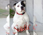 Small #6 American Pit Bull Terrier Mix