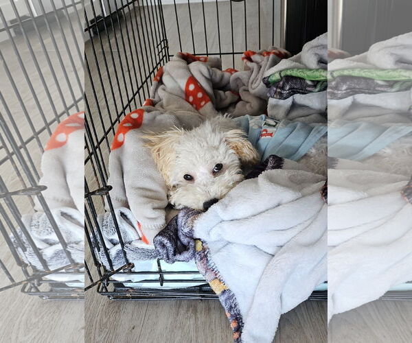 Medium Photo #4 Cock-A-Poo Puppy For Sale in Wheaton, IL, USA