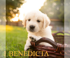 English Cream Golden Retriever Puppy for sale in ALTONA, IN, USA