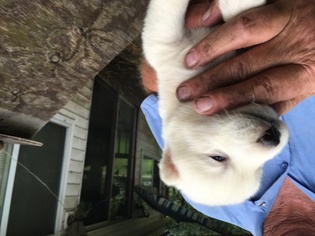 Siberian Husky Puppy for sale in TAMAROA, IL, USA
