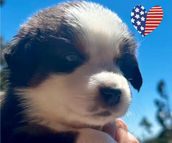 Medium Photo #4 Miniature Australian Shepherd Puppy For Sale in CRESTLINE, CA, USA