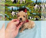 Small Maltipoo