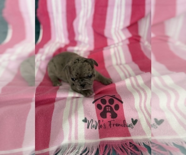 Medium Photo #16 French Bulldog Puppy For Sale in OPP, AL, USA