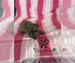 Small #15 French Bulldog