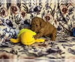 Small #2 Poodle (Miniature)