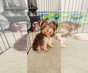 Yorkshire Terrier Puppy for sale in YOUNGSVILLE, NC, USA