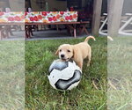 Small #3 Golden Retriever-Plott Hound Mix