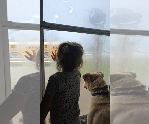 Medium Photo #2 Labsky Puppy For Sale in Macon, MO, USA