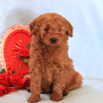 Medium Photo #1 Goldendoodle (Miniature) Puppy For Sale in GAP, PA, USA