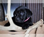 Small Photo #15 Labrador Retriever Puppy For Sale in STROUD, OK, USA