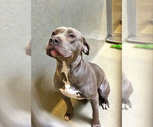 Mutt Dogs for adoption in Rancho Cucamonga, CA, USA