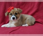 Small Photo #5 Pembroke Welsh Corgi Puppy For Sale in LANCASTER, PA, USA