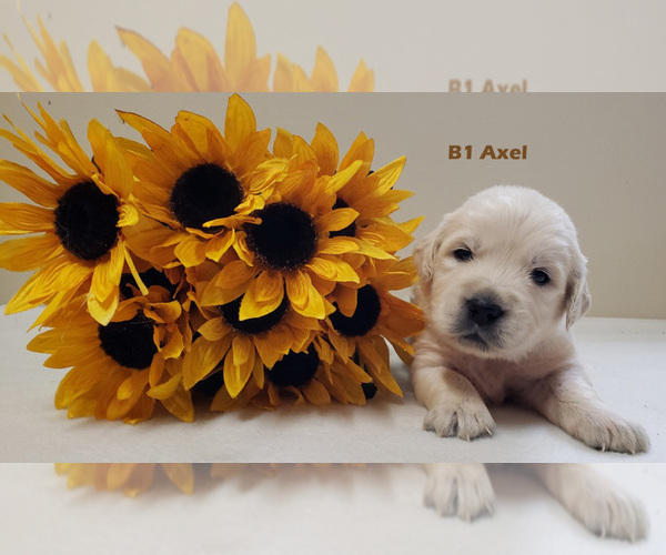 Medium Photo #2 Golden Retriever Puppy For Sale in MILFORD, MI, USA