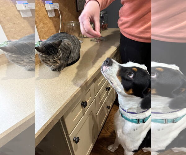 Medium Photo #6 Mutt Puppy For Sale in Germantown, OH, USA