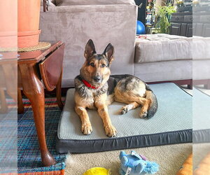 Klara - Female German Shepherd Dog Dog for Adoption - Photo #3