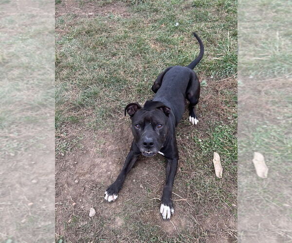 Medium Photo #3 American Staffordshire Terrier Puppy For Sale in Pierceton , IN, USA