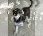 Small #1 Mutt