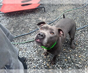 Bluey (8yo, 69lbs) - Male Mutt Dog for Adoption - Photo #2