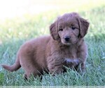 Small Photo #2 Goldendoodle (Miniature) Puppy For Sale in SYRACUSE, IN, USA