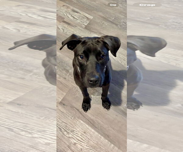 Medium Photo #2 Labrador Retriever-Unknown Mix Puppy For Sale in Virginia Beach, VA, USA