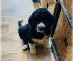 Small Photo #2 Aussiedoodle Puppy For Sale in YACOLT, WA, USA
