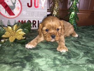 Cavalier King Charles Spaniel Puppy for sale in LEO, IN, USA
