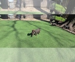 Small #1 America Bandogge Mastiff