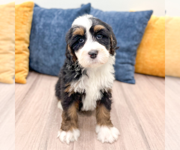 Medium Photo #1 Bernedoodle (Miniature) Puppy For Sale in DUNDEE, OH, USA