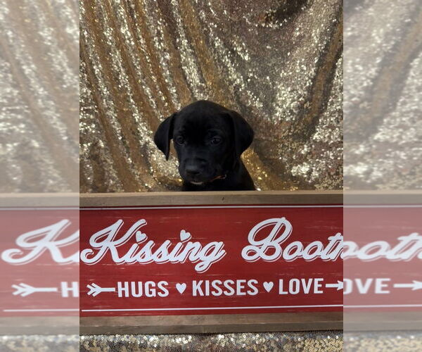 Medium Photo #6 Golden Retriever-Unknown Mix Puppy For Sale in Wenonah, NJ, USA