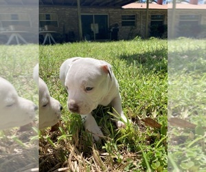 American Bully-American Pit Bull Terrier Mix Puppy for sale in PALATKA, FL, USA