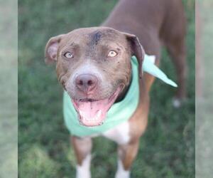 American Staffordshire Terrier-Unknown Mix Dogs for adoption in San Antonio, TX, USA