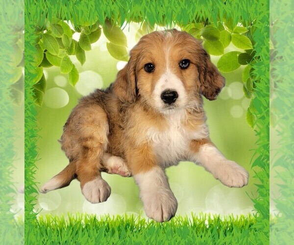 Medium Photo #12 Bernedoodle (Miniature) Puppy For Sale in BLACK FOREST, CO, USA