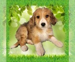 Small #11 Bernedoodle (Miniature)