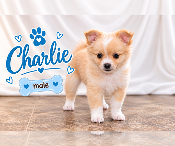 Medium Photo #6 Chiranian Puppy For Sale in CLARE, MI, USA
