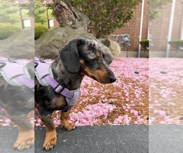 Medium Photo #1 Dachshund Puppy For Sale in ANDOVER, MA, USA