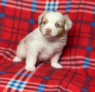 Medium Photo #7 Miniature American Shepherd Puppy For Sale in BONAIRE, GA, USA