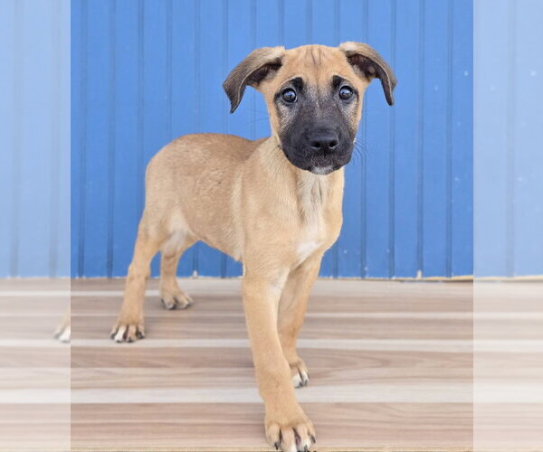 Medium Photo #3 Shepradors Puppy For Sale in Lakewood, CO, USA